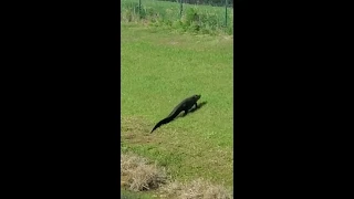 Big Gator Attacks Baby Gator in My Backyard!