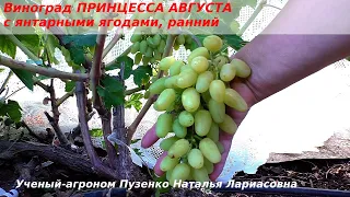Виноград ПРИНЦЕССА АВГУСТА  раннего срока, с желтыми ягодами (Пузенко Наталья Лариасовна)