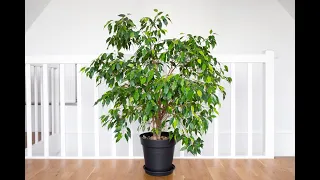 The houseplant that lasts: properly care for and understand Ficus benjamina