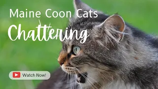 BIG Maine Coon Cats Chattering At Birds!