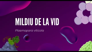 MILDIU DE LA VID