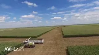 Corn Harvest 2016 @ Avi-lanche Jerseys