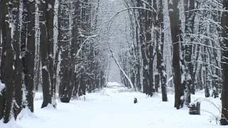 Чиста Криниця - Залишайся Українцем (Фільм)