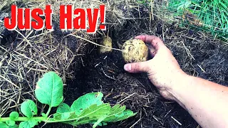 Ruth Stout Potato Harvest: Year 3 - No Dig Gardening