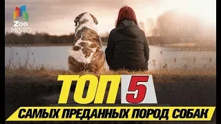 Топ 5 самых преданных пород собак Top 5 Most Loved Dog Breeds