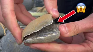 20 Million Year Old Creature Found Inside Rock!