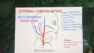 External Carotid Artery branches with mnemonic within 5 minutes