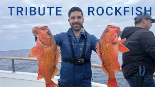 Tribute Sportfishing- Bluefin tuna went missing, we caught rockfish instead