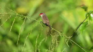 Moanalua Valley Birds - Common waxbill, Scaly-breasted munia, Red-billed leiothrix