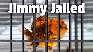 I put Little Jimmy in jail
