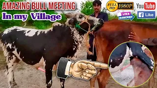 A successful cow meeting attempt in my village, Pkistan😍