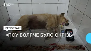 В якому стані знаходиться пес, якого врятували з розтрощеного російською ракетою подвір’я