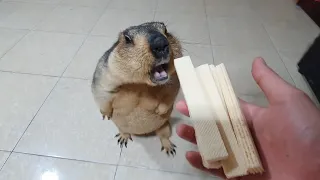 Funny marmot walked over when he saw the porous cake