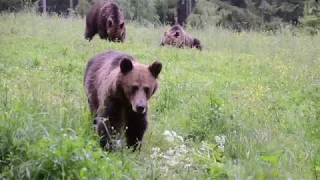 Bear watching experience near Brasov