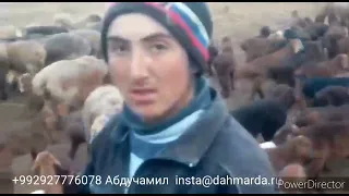 Начало окота гузнских овец Махмадсобира из селения Гузн, Матчинского района