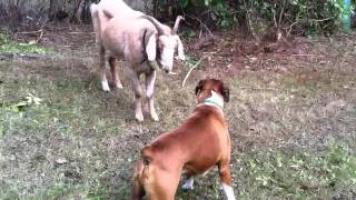 Goat vs dog