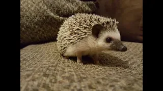 Hedgehogs are trying for mating || hedgehogs mating