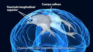 Vídeo divulgativo de la Universidad de Navarra sobre el cerebro adolescente