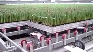 tulpen & automatisering