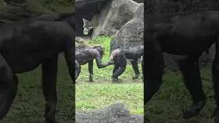 黑猩猩Chimpanzee/Taipei Zoo