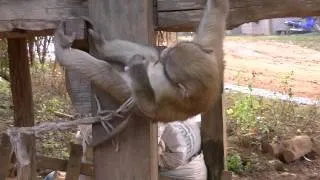 monkey orgasms?