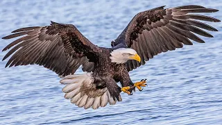 Eagle Documentary - American Eagle  [ National Geographic Documentary 2020 HD ]