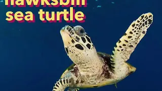 Save the Hawksbill Sea Turtle