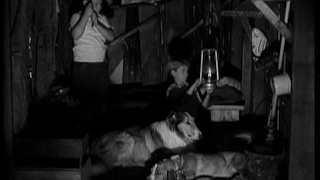 Lassie - Episode #48 - "The Tree House" - Season 2, Ep. 22 - February 5th 1956