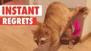 Instant Regret Pets | Funny Pet Video Compilation