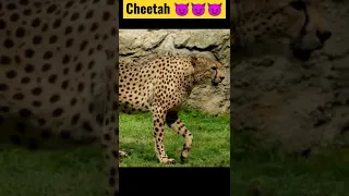 A Young Cheetah  #shorts #short #shortsfeed #youtubeshorts #viral #trending #animals #wildlife