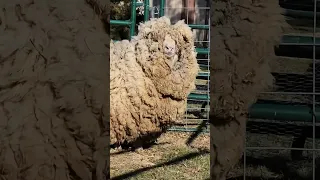 Help! This Sheep Has WAY Too Much Wool! | Dodo Kids