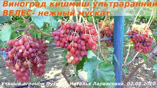 Виноград кишмиш ВЕЛЕС  очень раннего срока созревания (Пузенко Наталья Лариасовна)