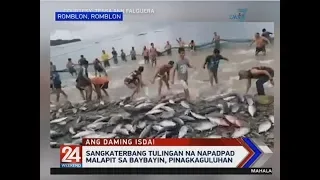 24 Oras: Sangkaterbang tulingan na napadpad malapit sa baybayin, pinagkaguluhan