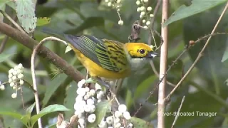 Tanagers