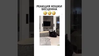 Реакция кота бесценна #приколы #ржака #смех #юмор #весело #смешноевидео