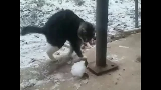 Котики любят зиму