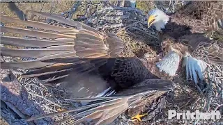 SWFL Eagles ~ FIERCE Fight On Nest! M15 FORCIBLY KICKS Intruder Out To Protect His E's! 2.15.23