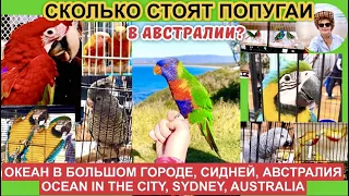 🦜$10000 ЗА ПАРУ ПОПУГАЕВ, ВЫСТАВКА-ПРОДАЖА ПОПУГАЕВ В АВСТРАЛИИ #попугай #птицы #тренды #parrot