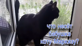 НИКТО ТАК НЕ ВСТРЕЧАЕТ БАБУШКУ, КАК КОТ МАРКИЗ.