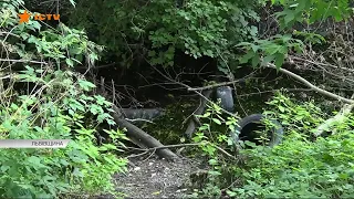 Залишив кохану дружину з іншим і знайшов вже мертвою. Вбивство у Бродах (ТК "ICTV")