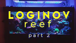 Морський акваріум Олександра Логінова ч.2 | Loginov reef part 2 | @aleksandrloginov2292