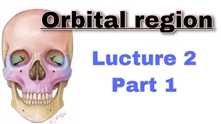 تشريح | orbital region | مرحلة ثانية طب الأسنان