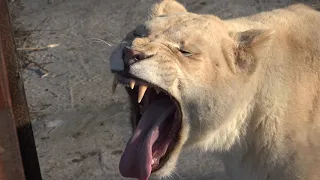 Утренний визит к белым львам! Что делают львы по утрам?!