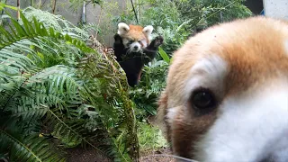 Red Panda Pabu Ambushes, Pounces On Mom