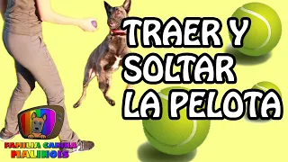 ENSEÑAR a mi PERRO a TRAER la PELOTA y SUELTE | FÁCIL y RÁPIDO. Adiestramiento Canino en Obediencia