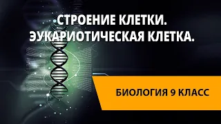 Строение клетки. Эукариотическая клетка