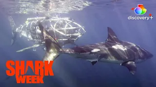 Inside the Cage | MechaShark: Love Down Under | discovery+