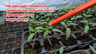 Первая подкормка рассады томатов, о которой никто больше не расскажет!