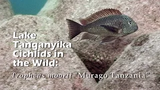 Lake Tanganyika Cichlids in the Wild: Tropheus moorii "Murago Tanzania" (HD 1080p)