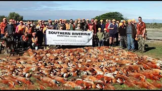 How Australian Farmers Deal With Thousands Of Invasive Foxes